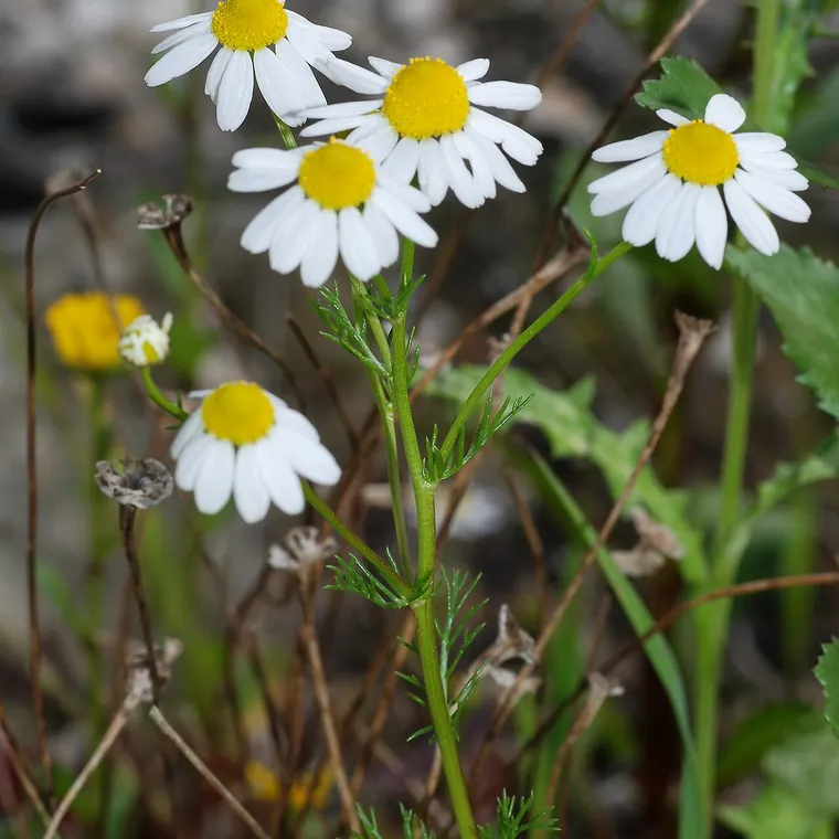 Flores de camomila (Matricaria chamomilla) brancas com miolo amarelo