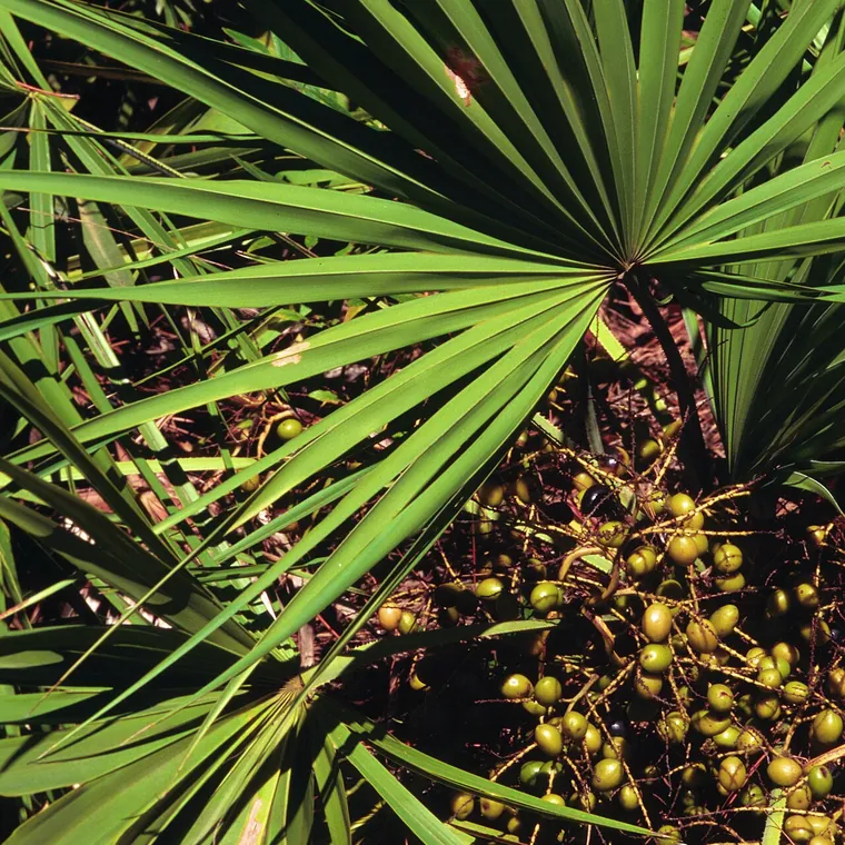 Saw palmetto (Serenoa repens): folhas em leque e cachos de frutos verdes e amarelos