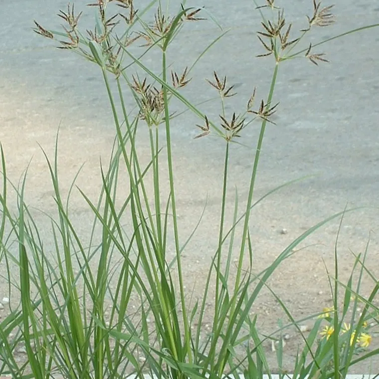 Tiririca (Cyperus rotundus) crescendo entre pedras, com hastes finas e espigas marrons